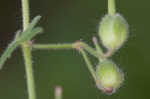 Dovefoot geranium